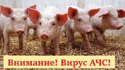 Памятка по профилактике африканской чумы свиней Памятка по профилактике африканской чумы свиней
