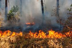 Пожарная безопасность в лесу в весенний период Пожарная безопасность в лесу в весенний период