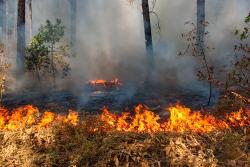 Пожарная безопасность в лесу в весенний период