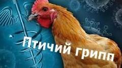 Памятка  по профилактике гриппа птиц для хозяйствующих субъектов всех форм собственности 