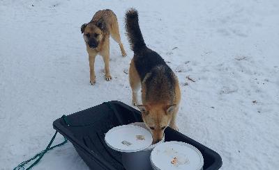 Новый контракт по отлову бездомных животных в Югорске