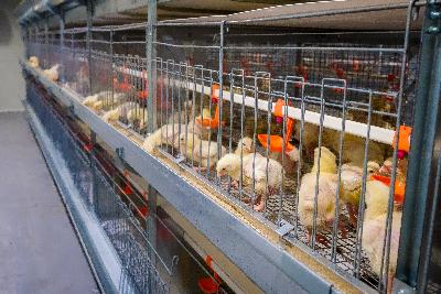 284 тонны мяса птицы в живом весе произвели в Югорске в 2025 году