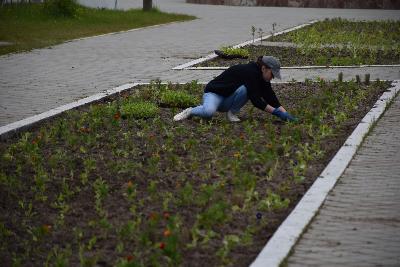 В Югорске высадили первые летние цветы