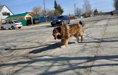 Рейды по отлову бездомных животных проходят регулярно