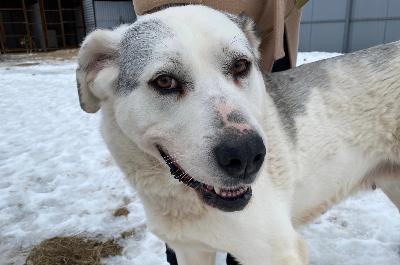 В муниципальном приюте изменился день посещения