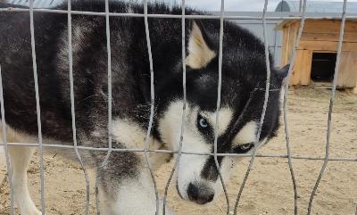 Усыпить собаку при отлове? МОЖНО или НЕЛЬЗЯ?