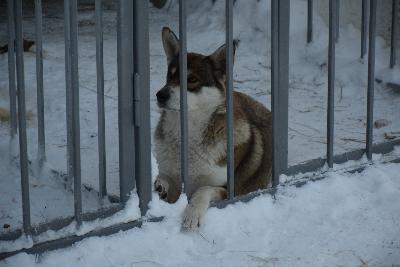 Приют для безнадзорных животных готов к работе