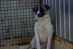 В Югорске начал работу "отлов" безнадзорных животных