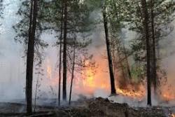 Основные причины возникновения природных пожаров. Основные причины возникновения природных пожаров.