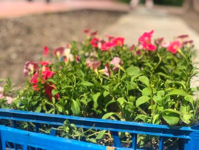 112, 5 тысяч цветов высадят в Югорске этим летом