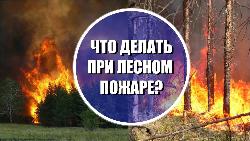 Действия при обнаружения пожара в лесу Действия при обнаружения пожара в лесу