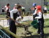 В честь годовщины Победы югорчане высадили 71 саженец деревьев