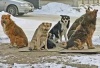 Проблему бездомных животных в Югорске  исполняющий обязанности главы администрации города взял под личный контроль 